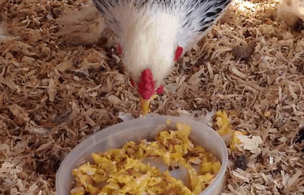 تغذیه مرغ تخمگذار بومی - سپید طیور